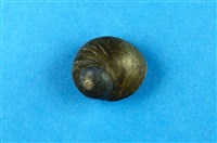 藏品(扭鐘螺)的圖片